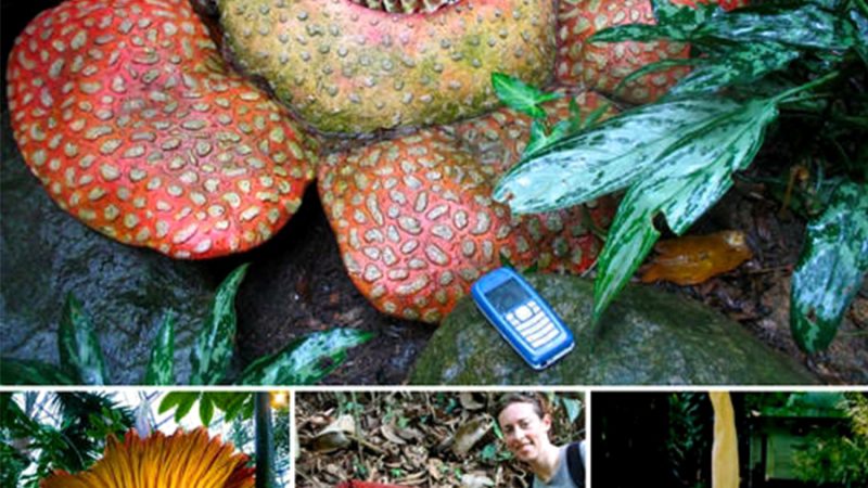 The Largest Flowers In The World Weigh More Than Humans